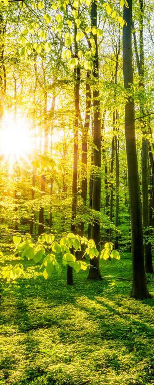 Пример изображения для макета изображения на стекле, фото 7